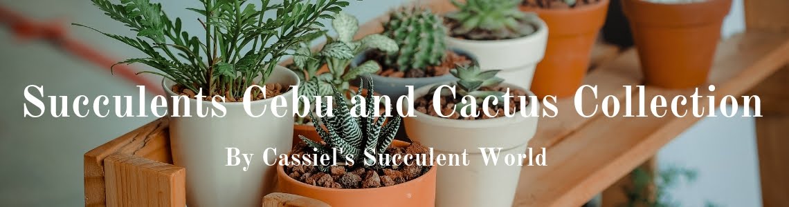 Succulents Cebu and Cactus Collection- Cassiel's Succulent World