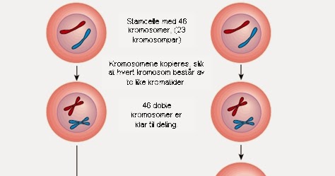 Blog da Bio - Profe Gabriela: 1º ano - DIVISÃO CELULAR - Mitose e Meiose