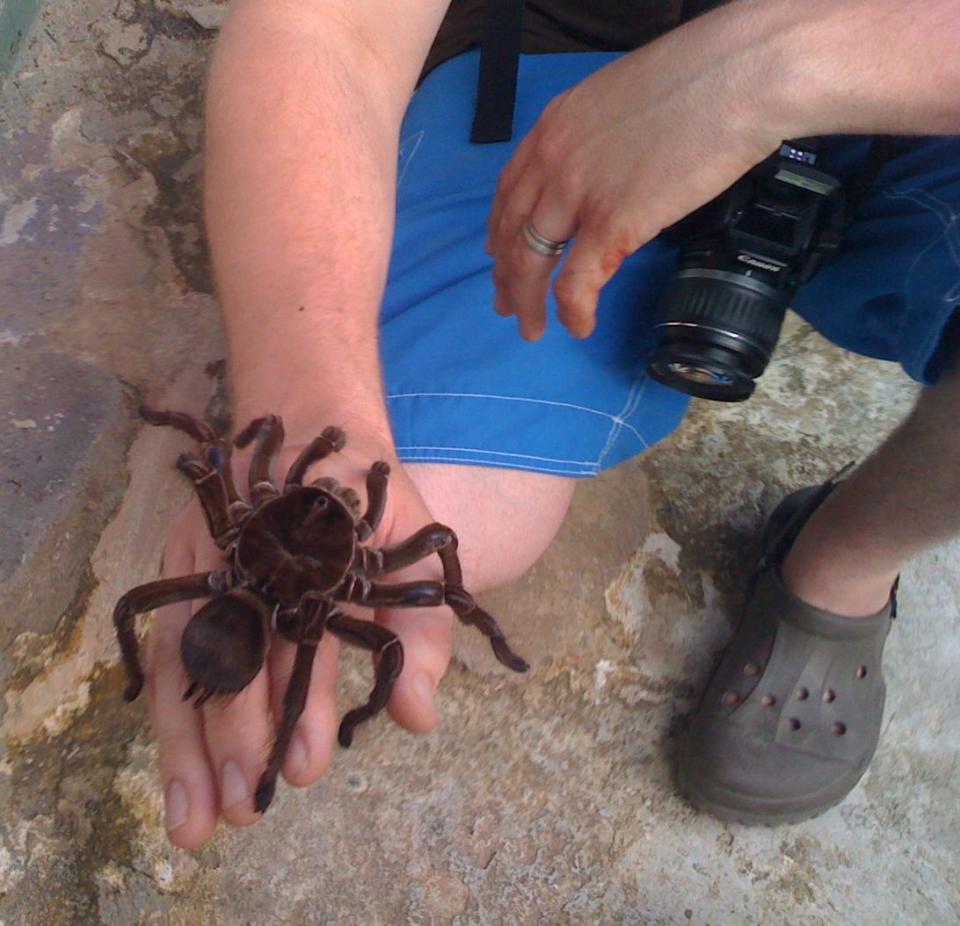 http://4.bp.blogspot.com/-Ya82zohMZAs/UUVAOPnhptI/AAAAAAAACdo/W-zvMya_Vow/s1600/+largest+spider+in+the+world+1.jpg