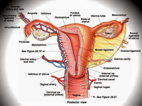 Image Obat Kanker Serviks Herbal Alami