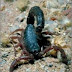 Blue scorpion venom, cure for cancer