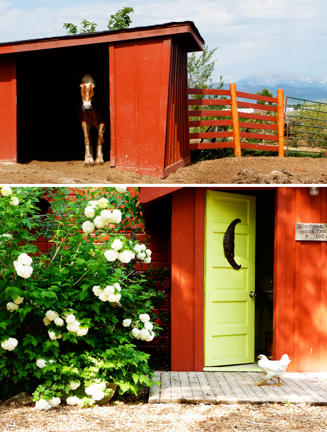 Sunflower Farm Longmont 100 Things to do in Longmont, Colorado