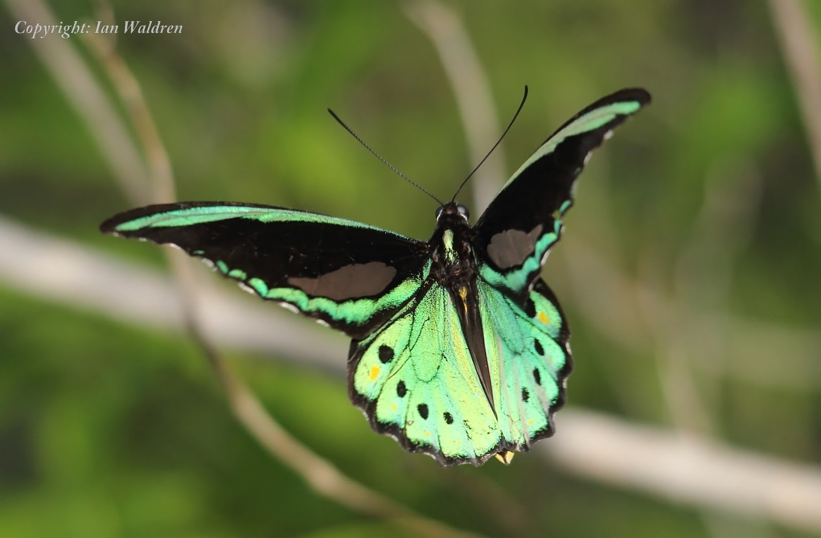 WILD TROPICAL QUEENSLAND Butterflies