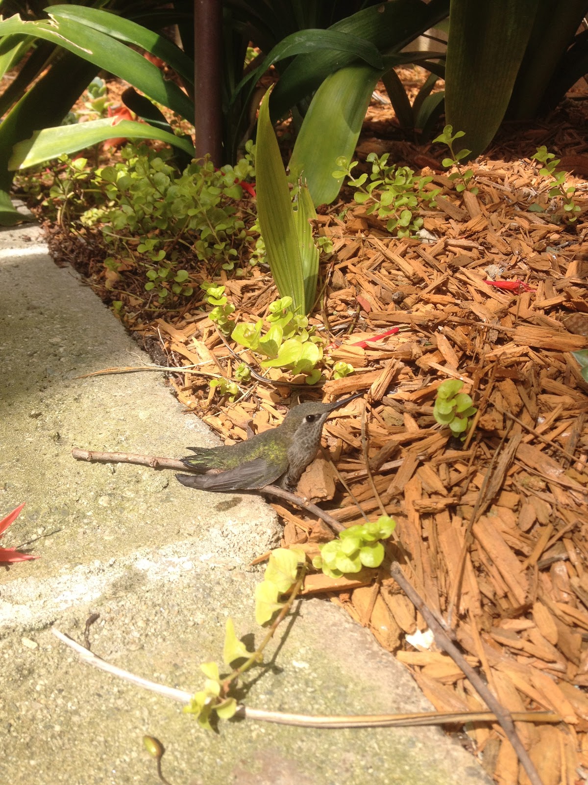 choices does anyone know how to save a baby hummingbird choices does anyone know how to save a baby hummingbird