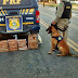 Cão policial encontra 20 quilos de maconha em ônibus que fazia itinerário São Paulo/Fortaleza