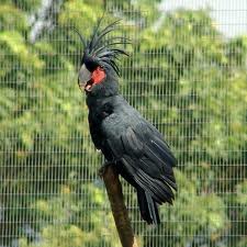 Burung Beo Palm Cockatoo