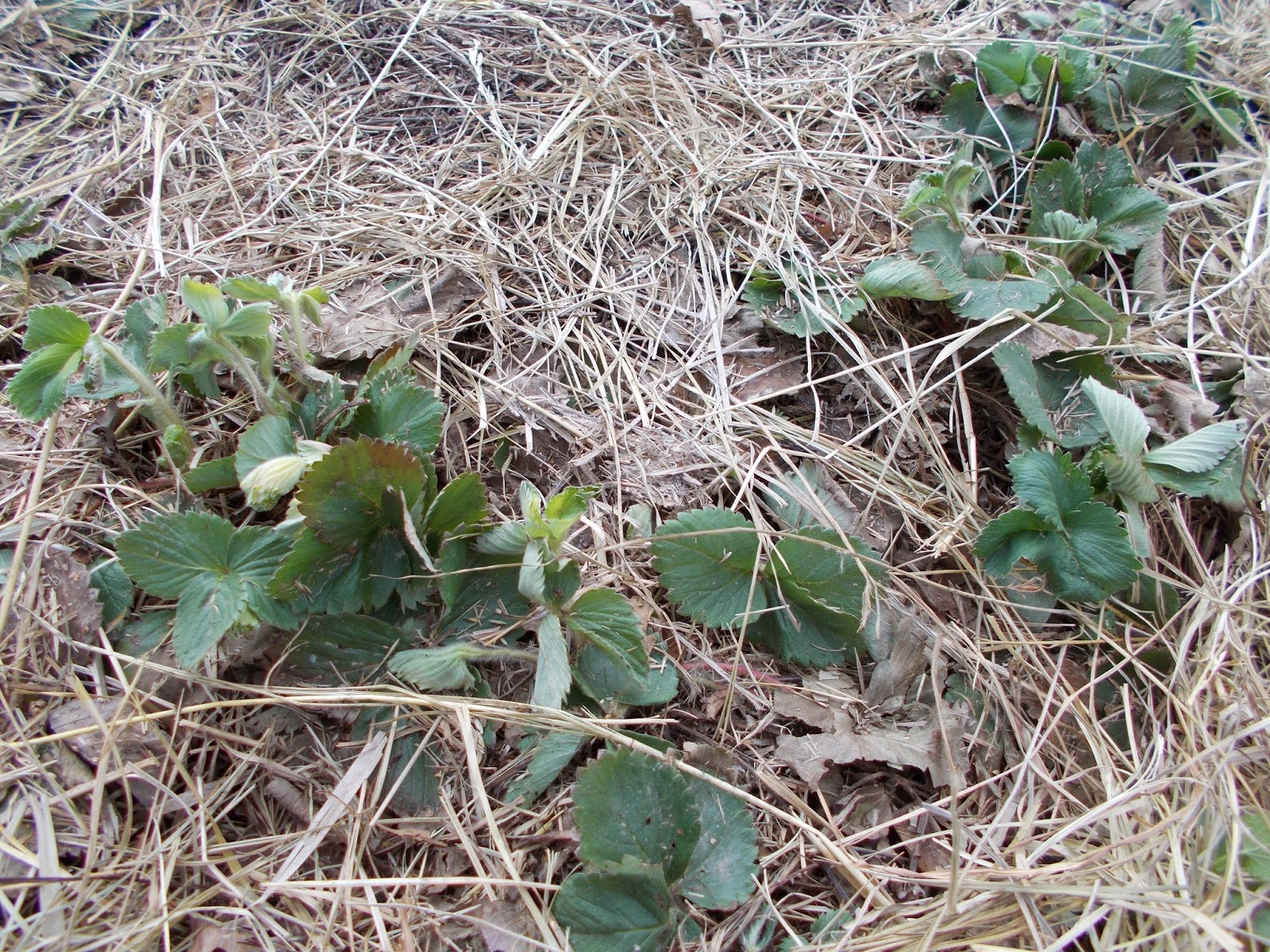 Brenda's Berries & Orchards Pruning Blackberries & Removing Winter