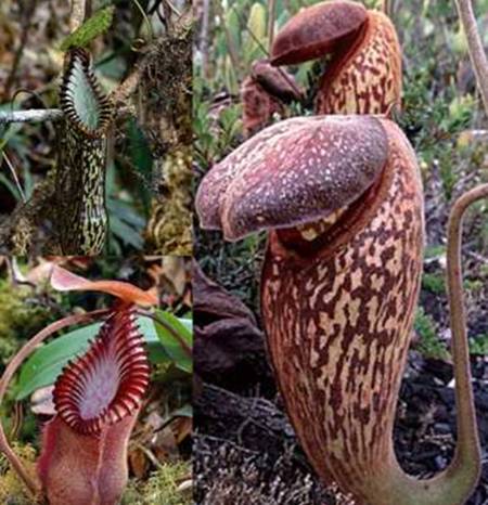 Plantas Carnívoras