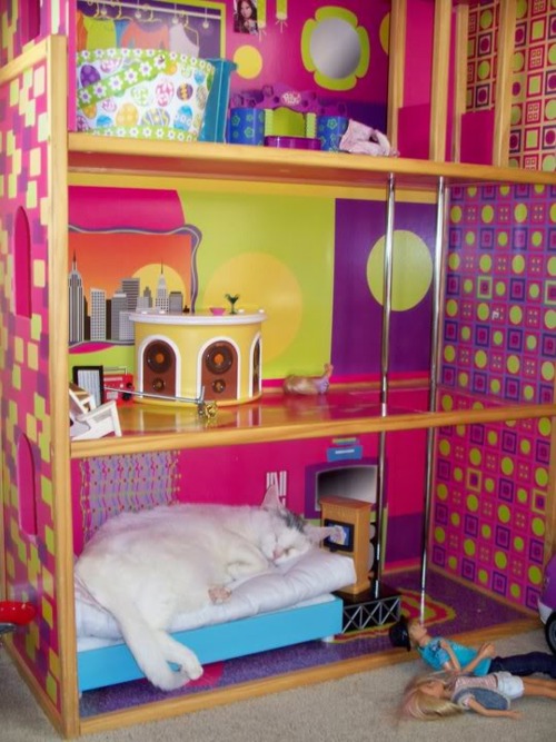 Barbie Cat | Funny Cat Pictures
