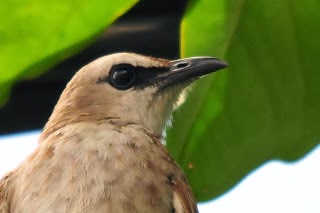 Buku Kicau Download Suara Burung Trucukan