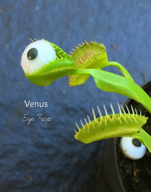 Venus Eye Traps for Halloween | www.jacolynmurphy.com