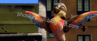 Birds of Paradise image