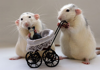 Funny Rats | Funniest New Images-Photos 2013 - Pets Cute and Docile