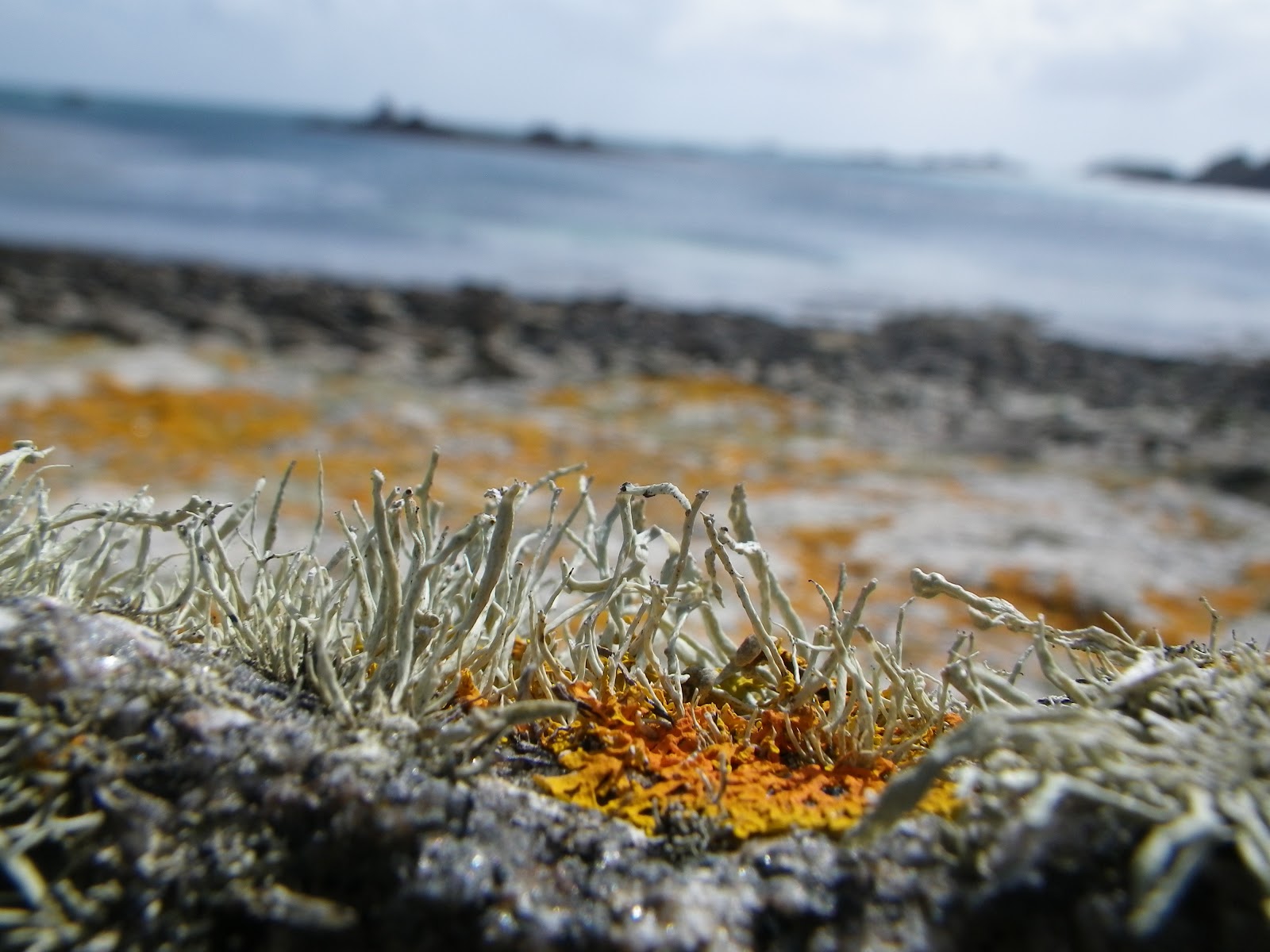 Rock Pooling Common Lichens of the sea shore