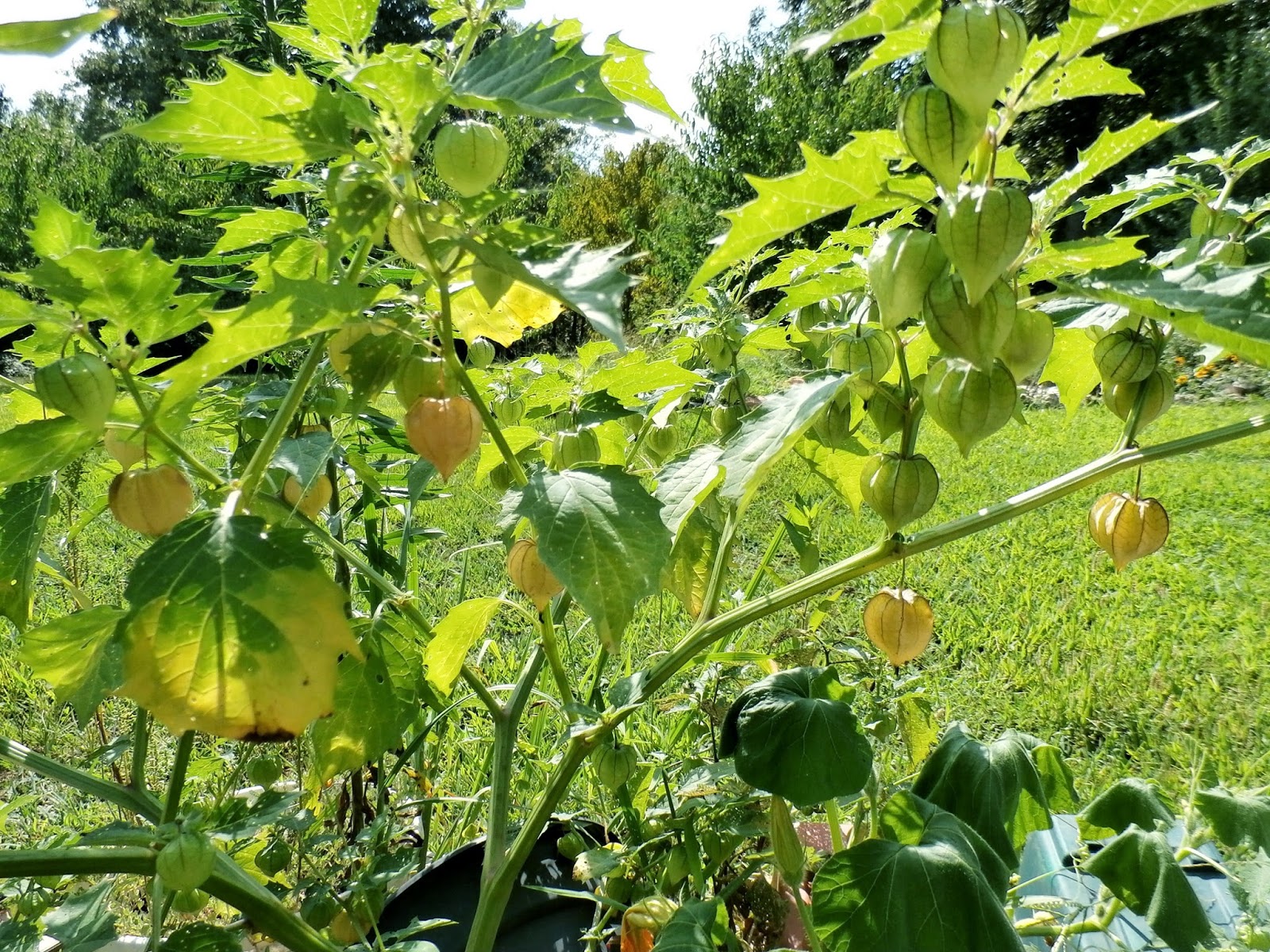 Krazo Acres Eating the Weeds, Ground Cherries
