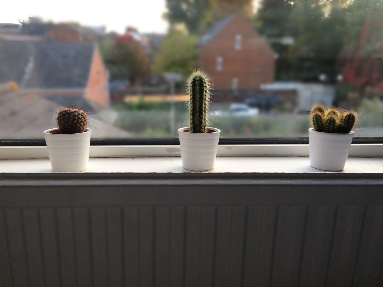 ikea cacti, window sill