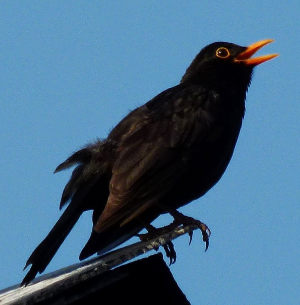 Suara merdu burung common blackbird Suara merdu burung common blackbird
