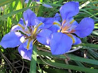 Iris unguicularis 'Mary Barnard'