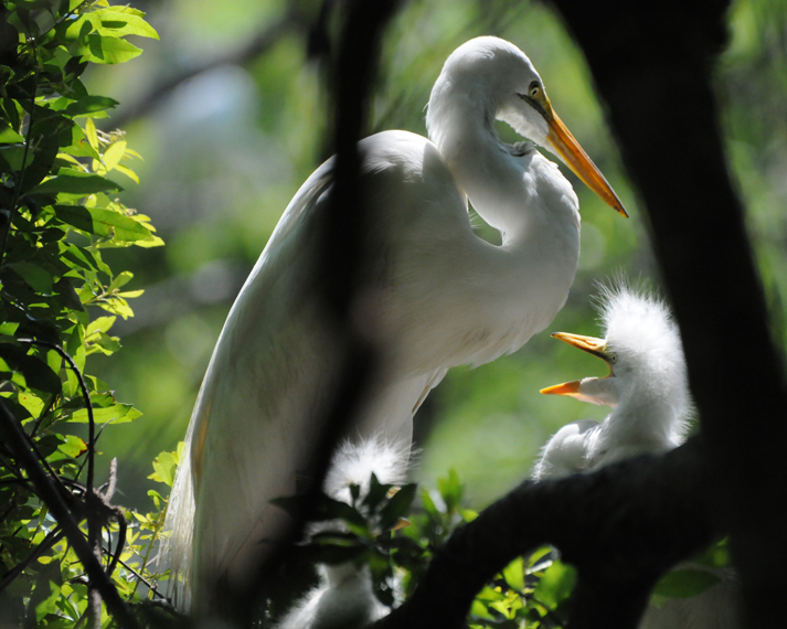 Audubon South Carolina Wading Bird Rookeries