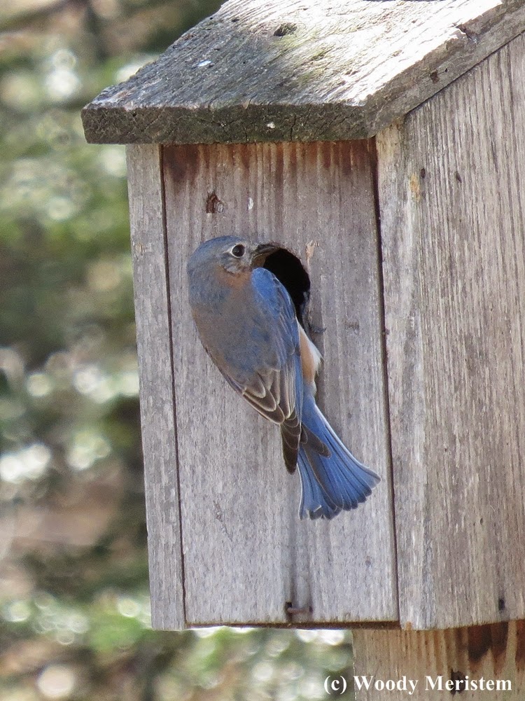 in forest and field bluebird of happiness in forest and field bluebird of happiness