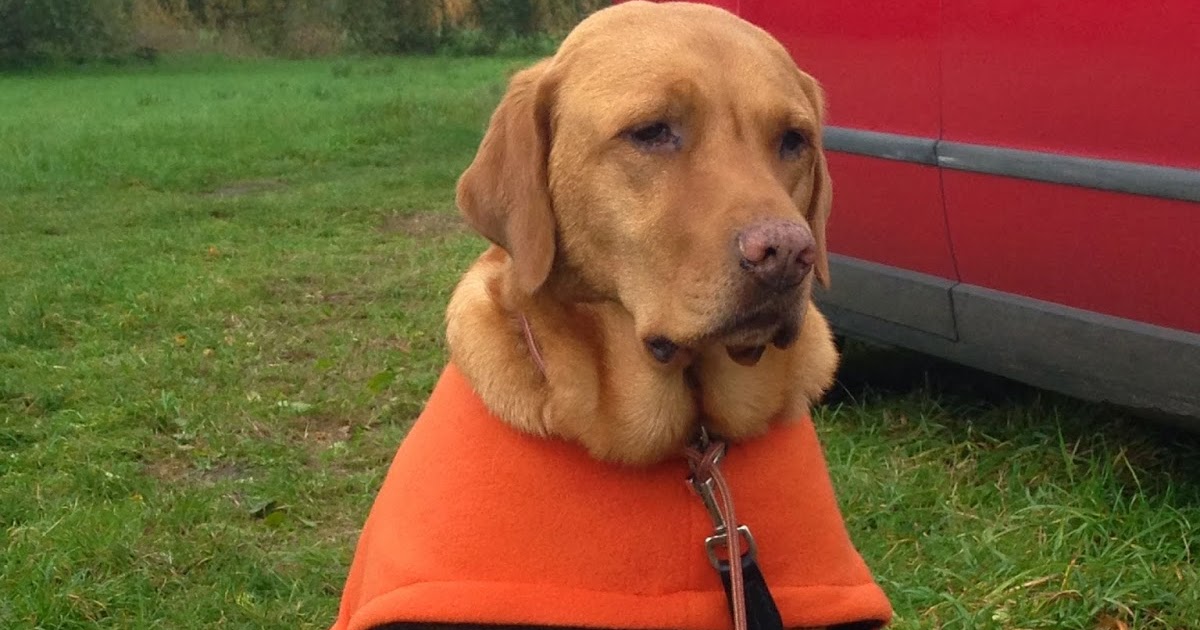 Ein Hundeleben Tränchen verdrücken