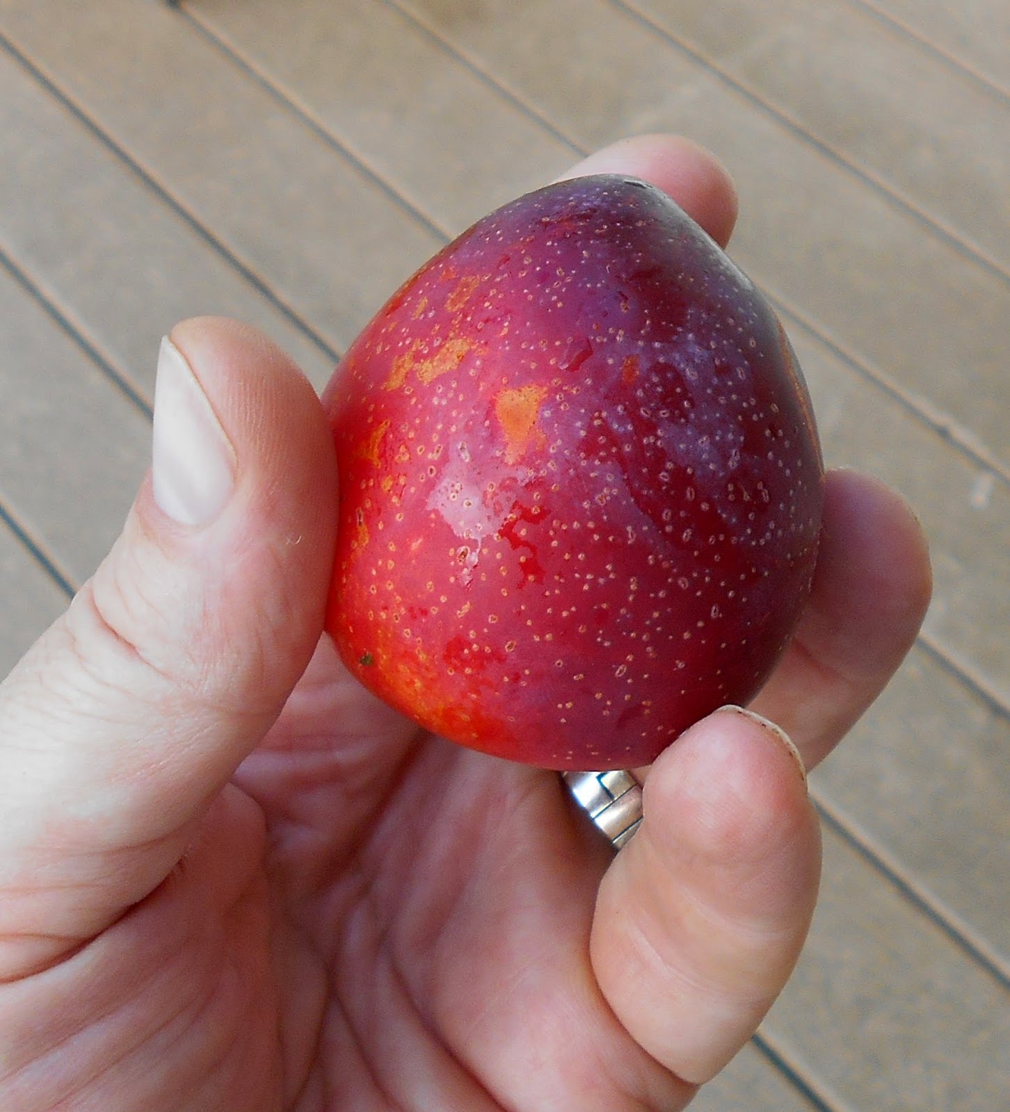 Growing Greener in the Pacific Northwest Toka PlumApricot Hybrid. 8.31.14