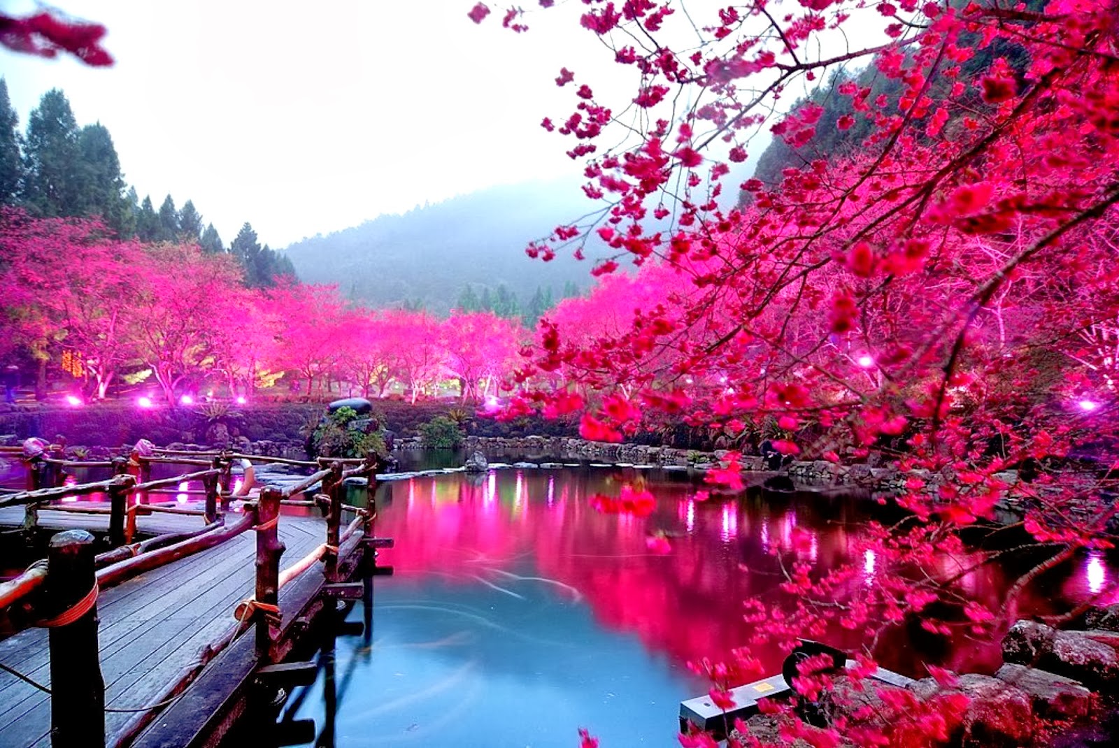 Cherry Blossoms Festival, Japan: | Shah Nasir Travel