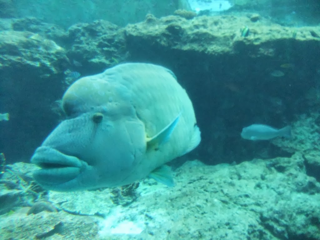 沖縄美ら海日記 コブダイのゴツさに圧倒された