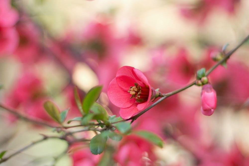 The Phytophactor Friday Fabulous Flower Quince