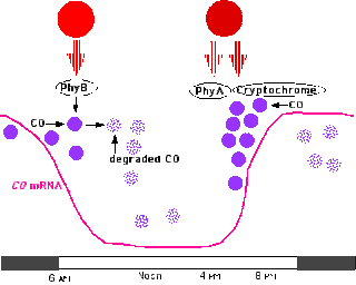 What is a sex influenced trait and sex limited trait