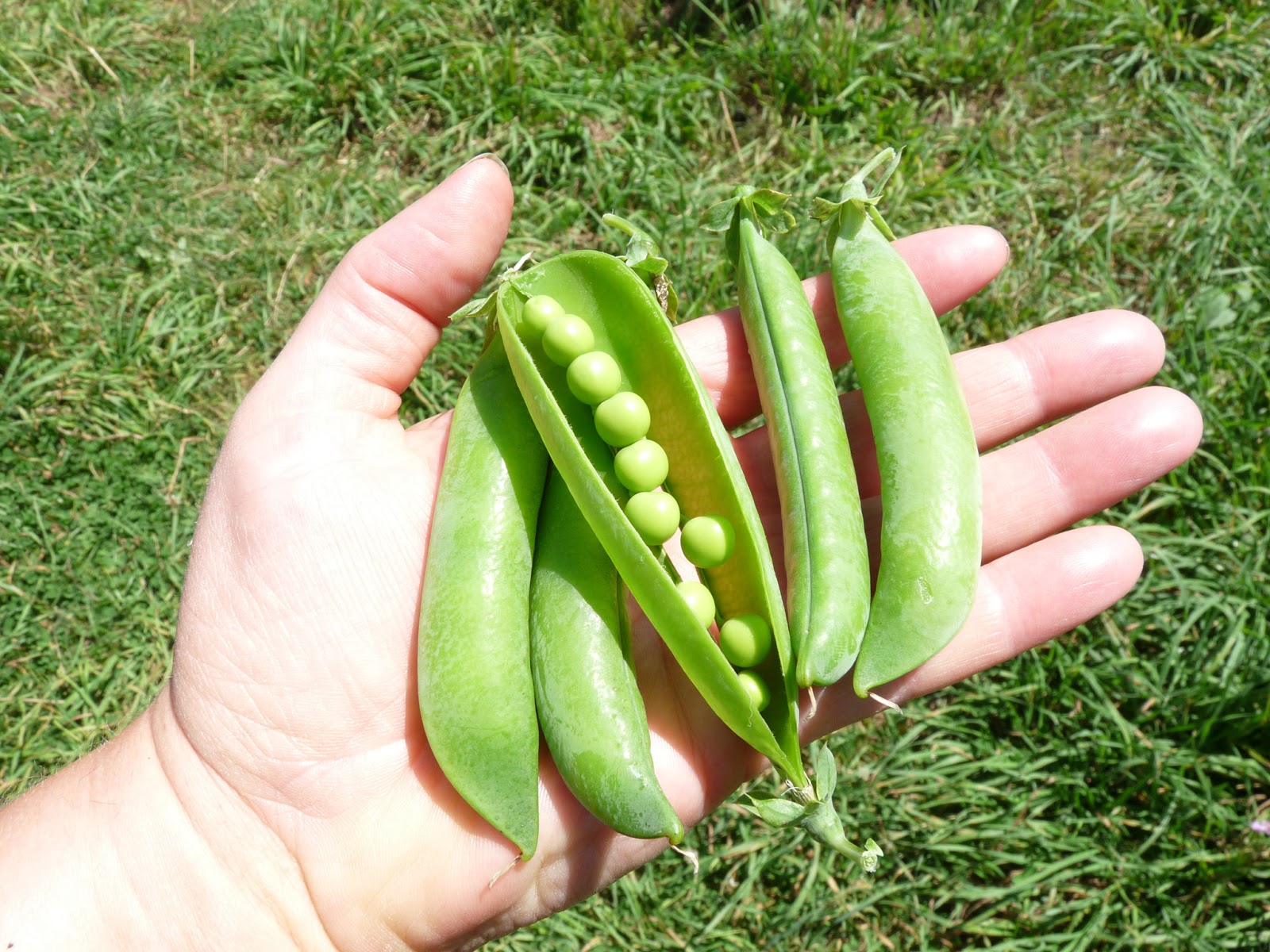 Seasonal Ontario Food Two Peas in Pods