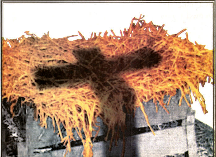 Women of Calvary From the Cradle to the Cross