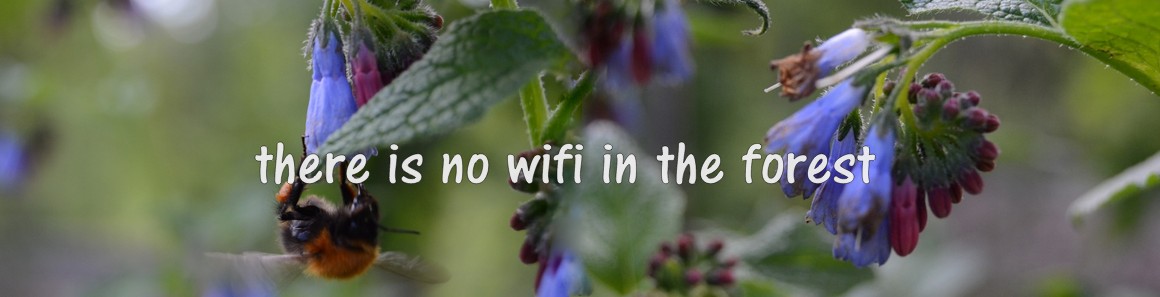 there is no wifi in the forest