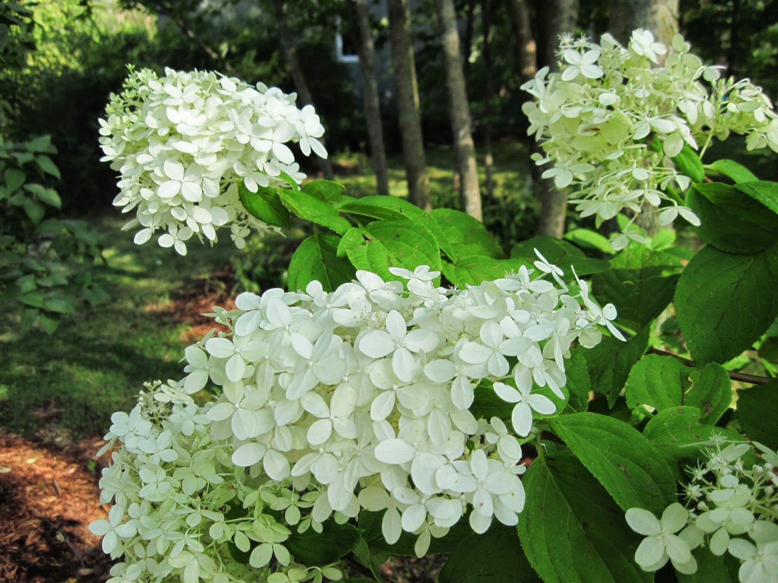Colleen's Gardens Friday's Fav's Limelight Hydrangea