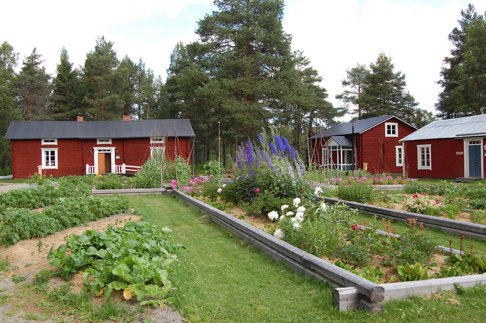 احله+كس Svanå trädgård: Lapplands kulturbotaniska trädgård i Lycksele.