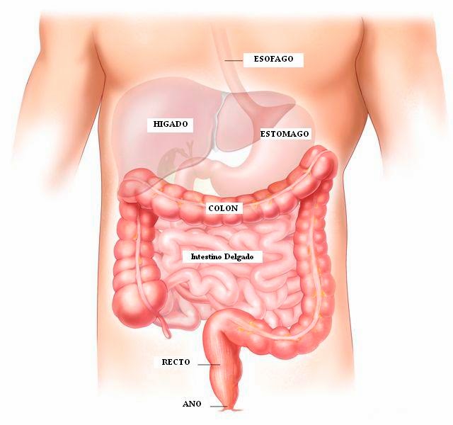 Los cambios degenerados-distróficos sheynogo del departamento de la columna vertebral con protruziey