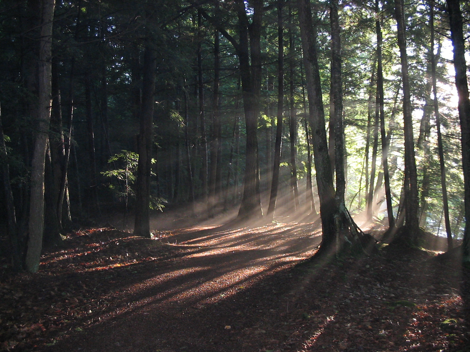 mr mahoney g block english chapter 16 a forest walk scarlet letter forest