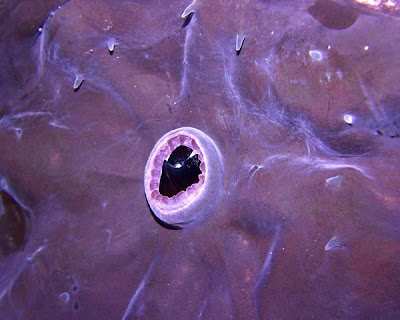 Real Monstrosities: Vampire Squid Feeds on Filth!