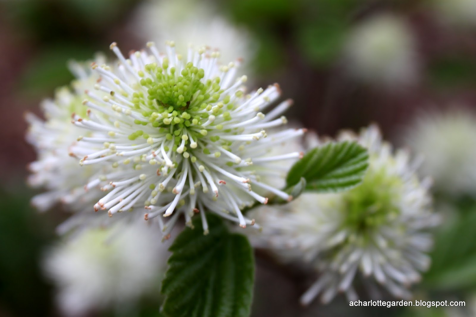 Reed S Garden Ramblings Fothergilla A Great And Often