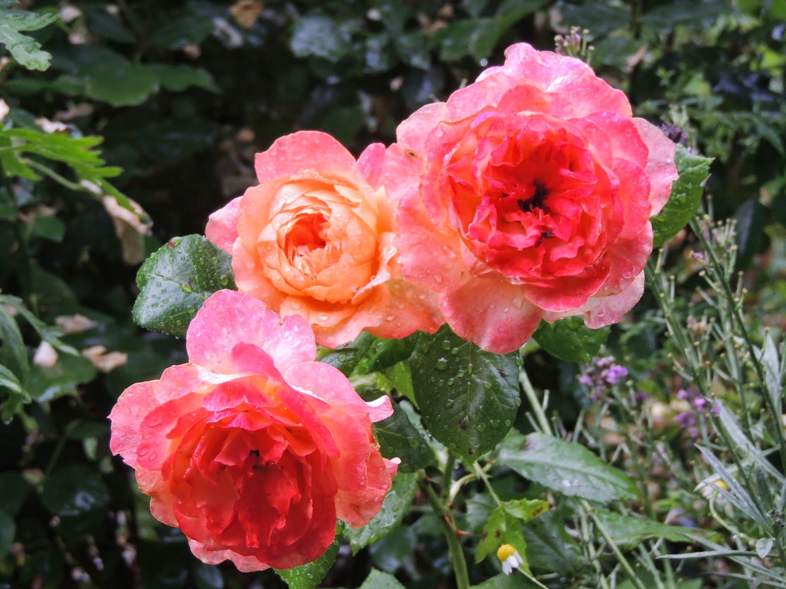 Il Etait Un Petit Jard Ain Mare De Fleurs