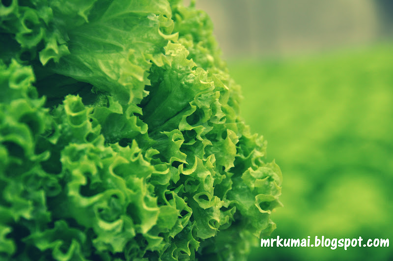 Info Tani Green Coral Salad Karang Hijau