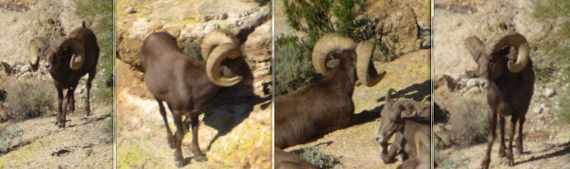 Rocky+Ram+with+Colburn+and+Scott+Outfitters+side+by+side.jpg