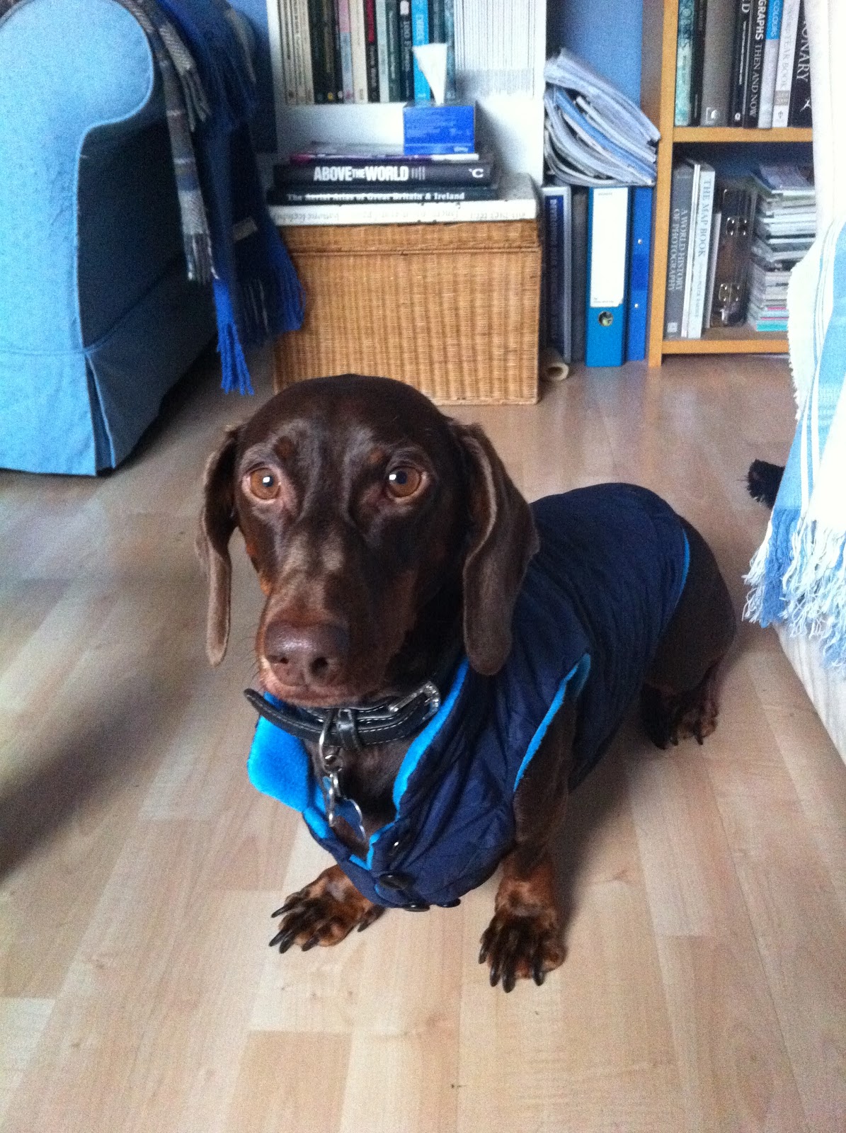 For the love of sausage dogs Made to measure dachshund jackets