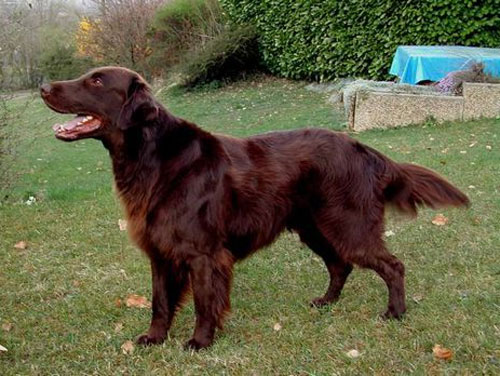 Saved by dogs: Flat Coated and Curly Coated Retrievers Saved by dogs: Flat Coated and Curly Coated Retrievers