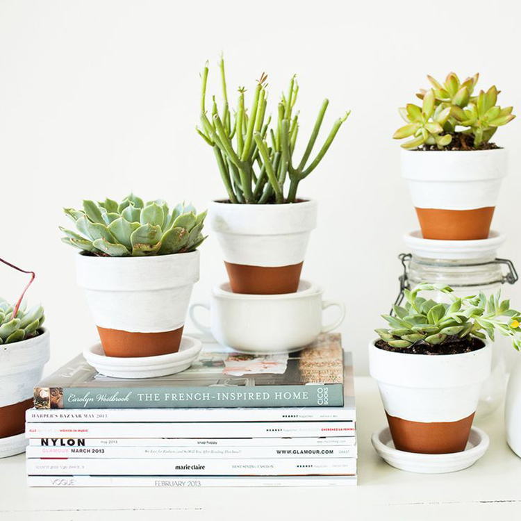 Plantes Petit Pot En Pastisque Pour Decorer Plantes Petit Pot En Pastisque Pour Decorer