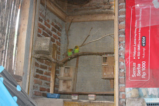 Penangkaran Lovebird Kandang Koloni Penangkaran Lovebird Kandang Koloni