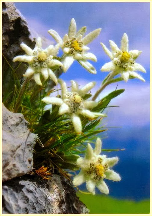 Edelweiss Stella Alpina