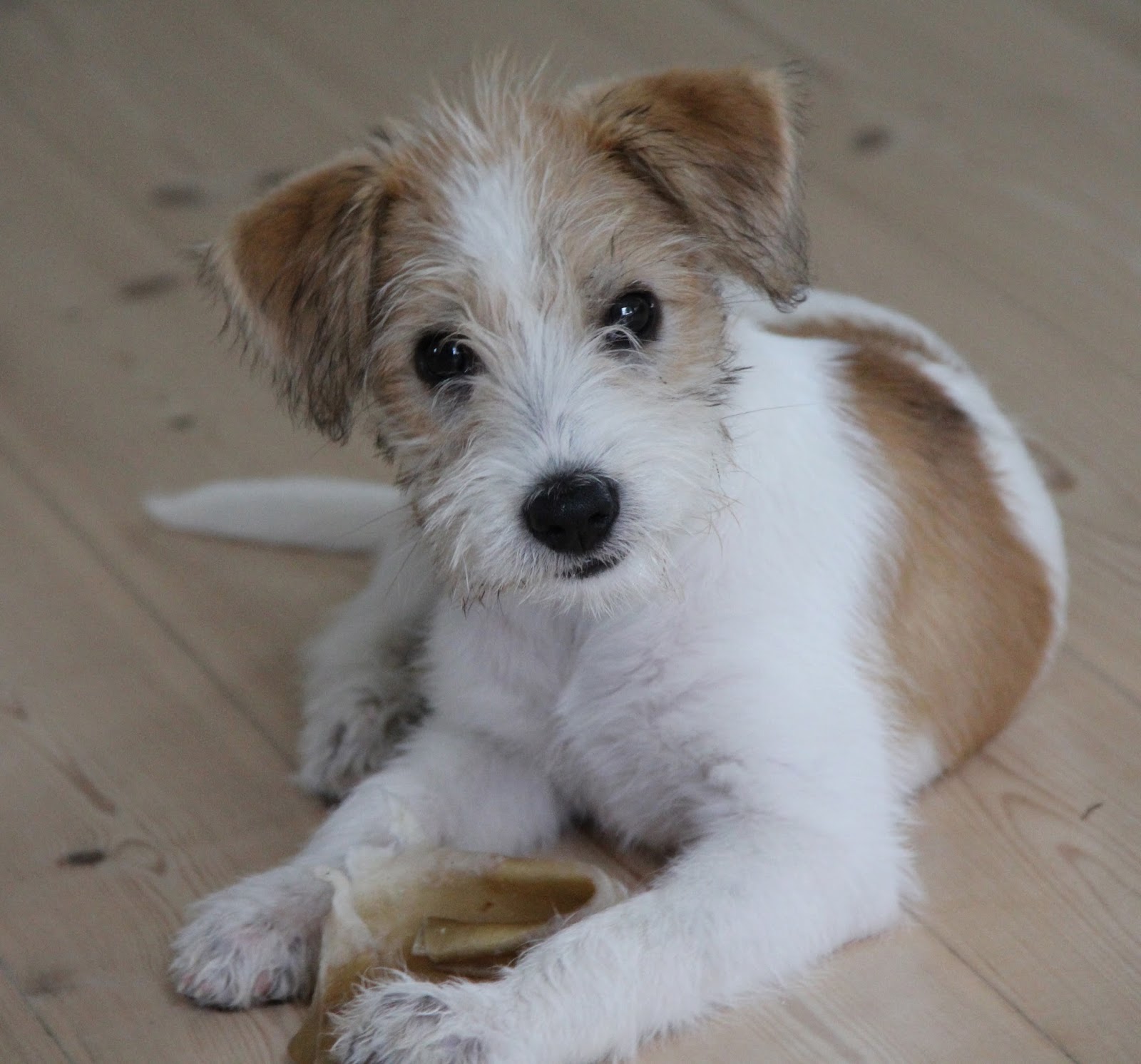 Kennel Huset Kromi´s Vores hunde