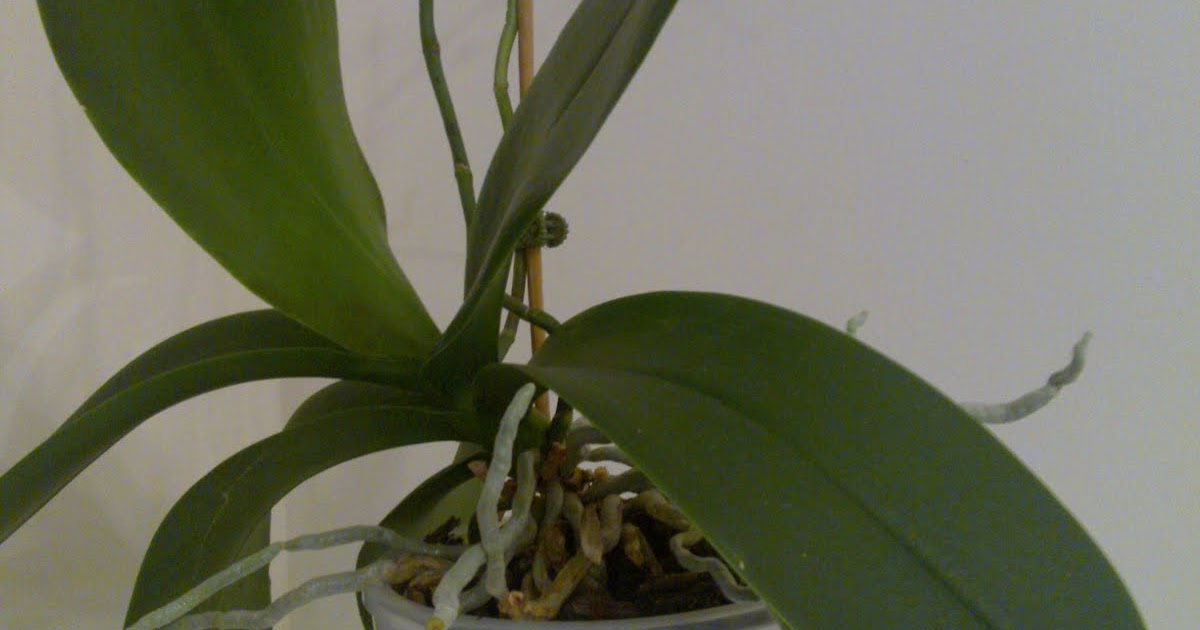 The Essence of Home What To Do When Your Orchid Has No Flowers