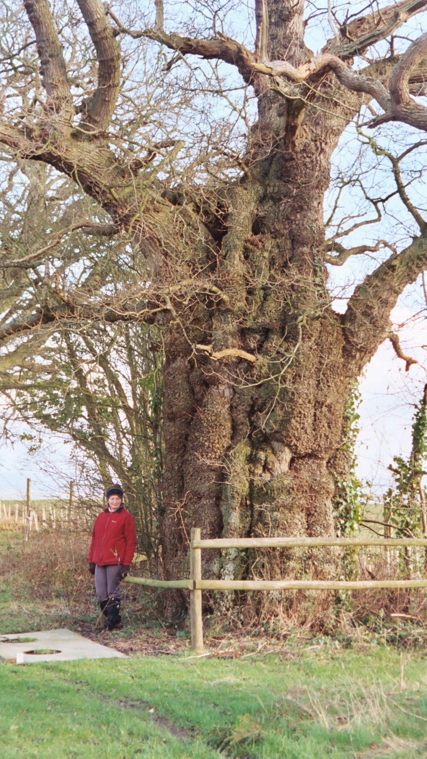 The venerable oak